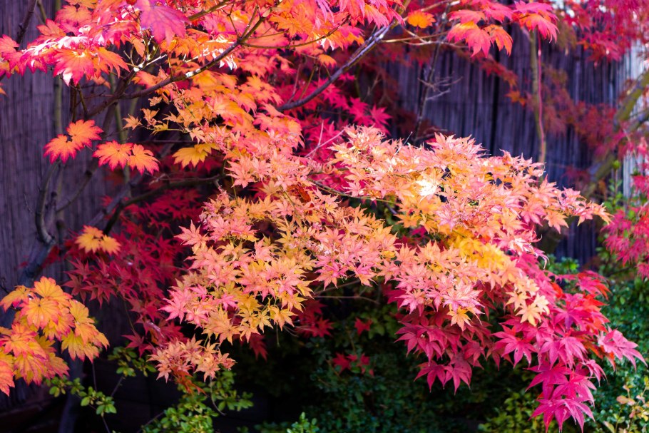 Acer palmatum