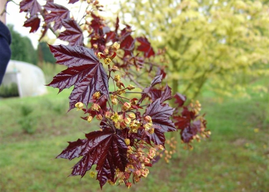 Клен дланевидный Acer palmatum