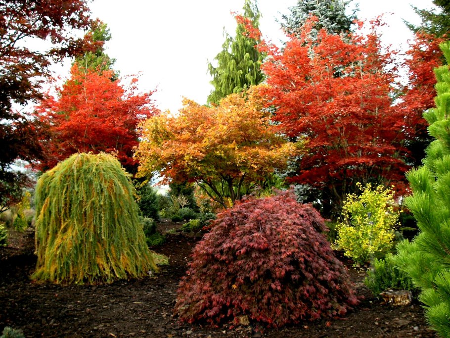 Клен дланевидный Acer palmatum