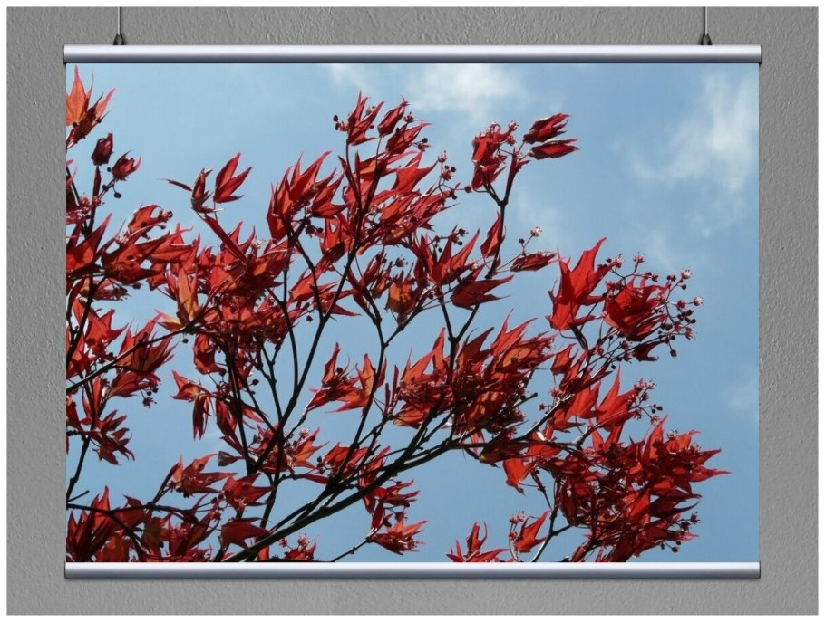 Клён дланевидный Bloodgood