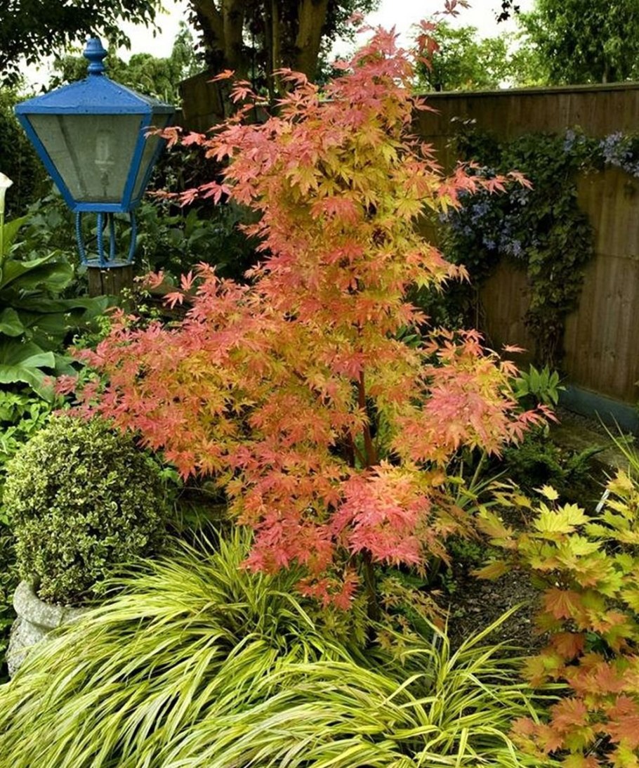 Acer palmatum Atropurpureum