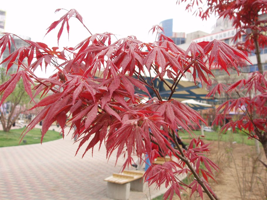 Acer palmatum Orangeola