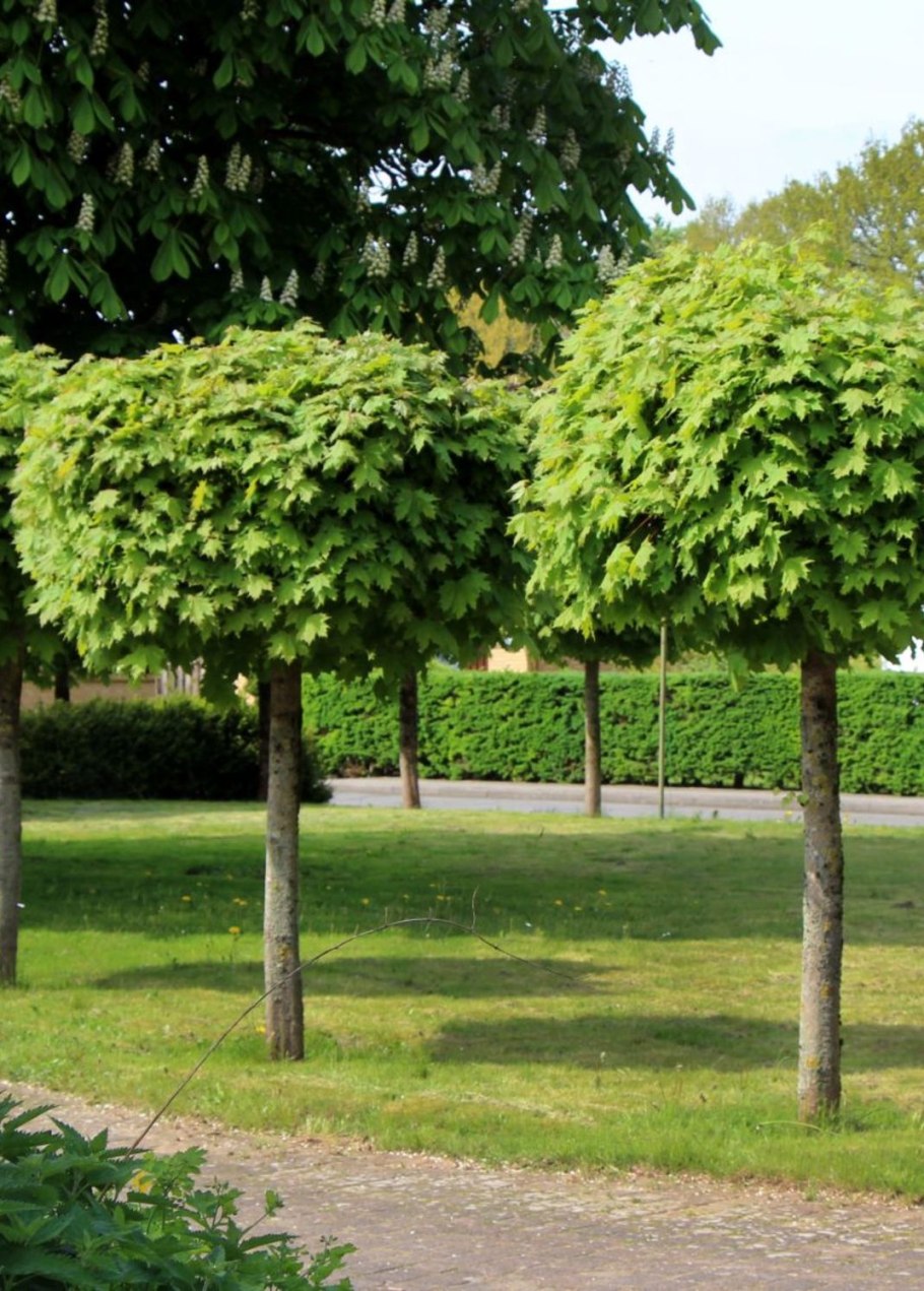 Клен веерный Бладгуд