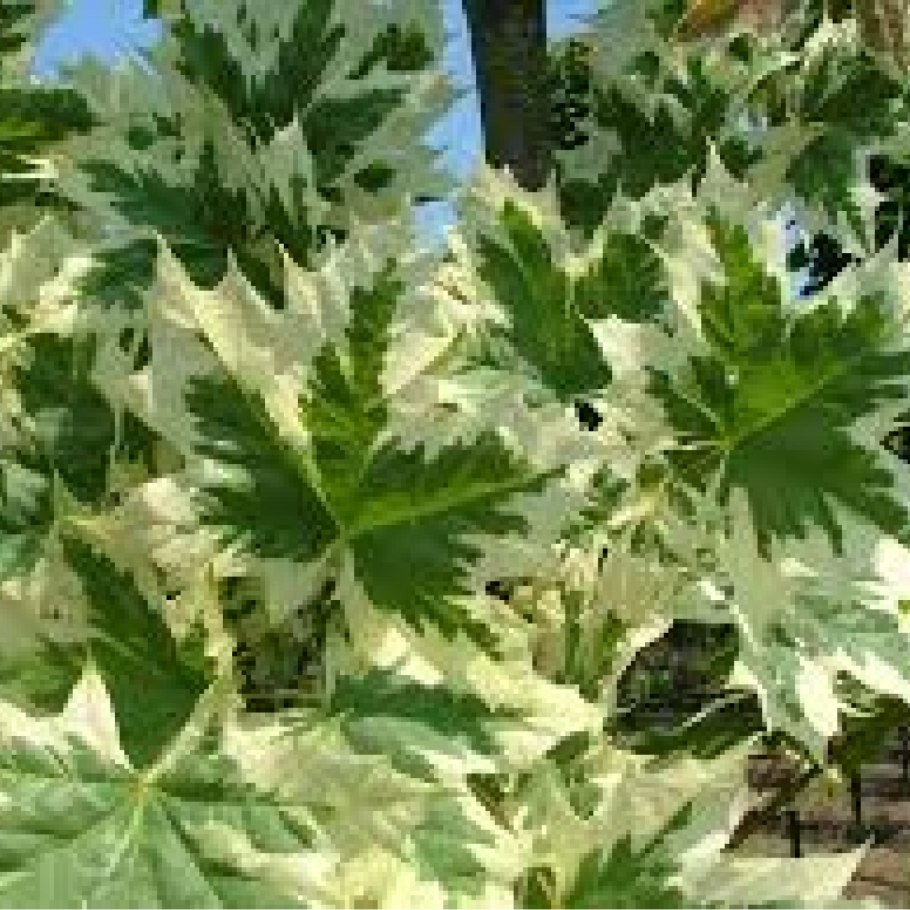 Клен остролистный Друмонди