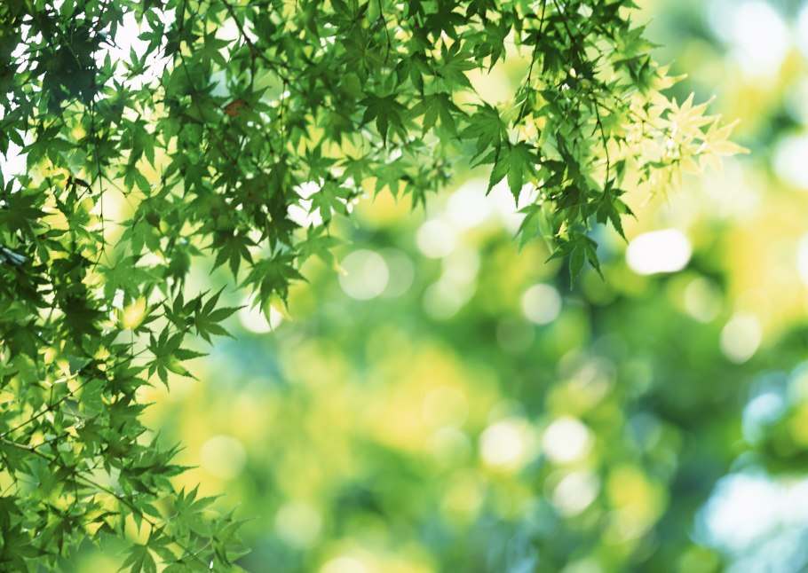 Зелень кусты