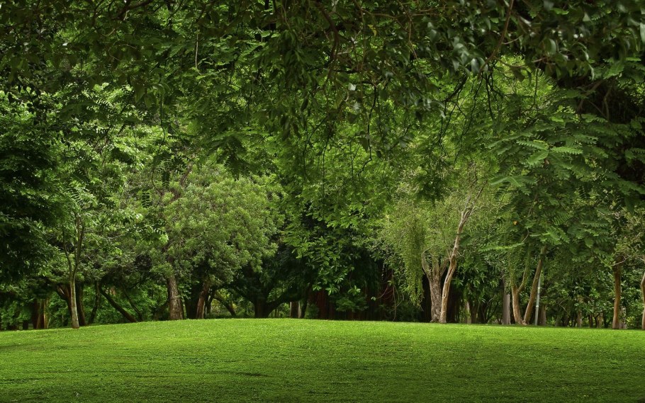 Зеленый лес