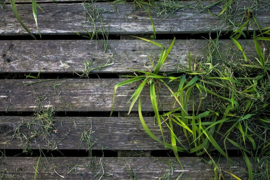 Фон доски с зеленью