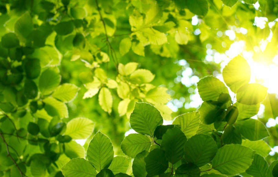 Зеленая природа