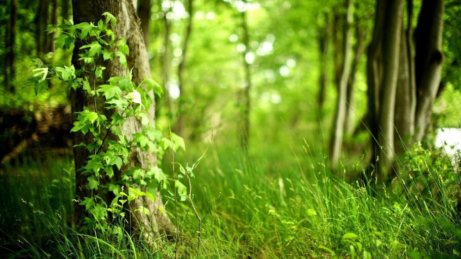 Лето в лесу