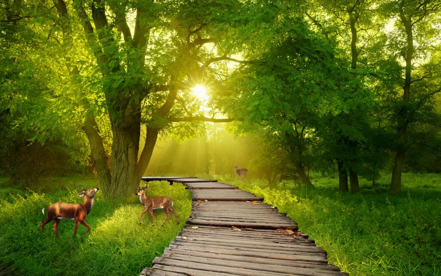 Лето в лесу