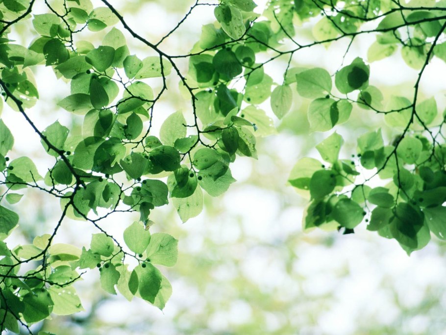 Листва березы