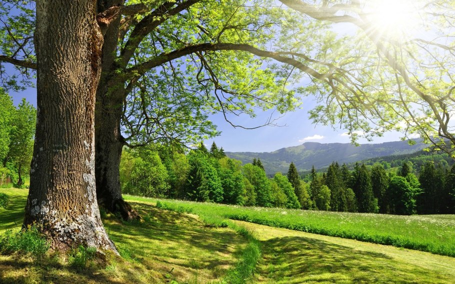 Фон природа летом