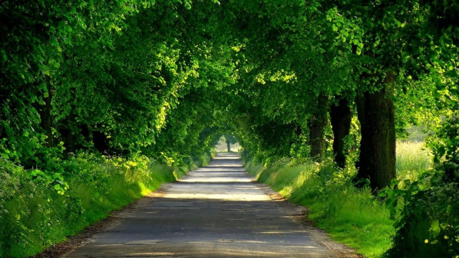 Аллея из деревьев