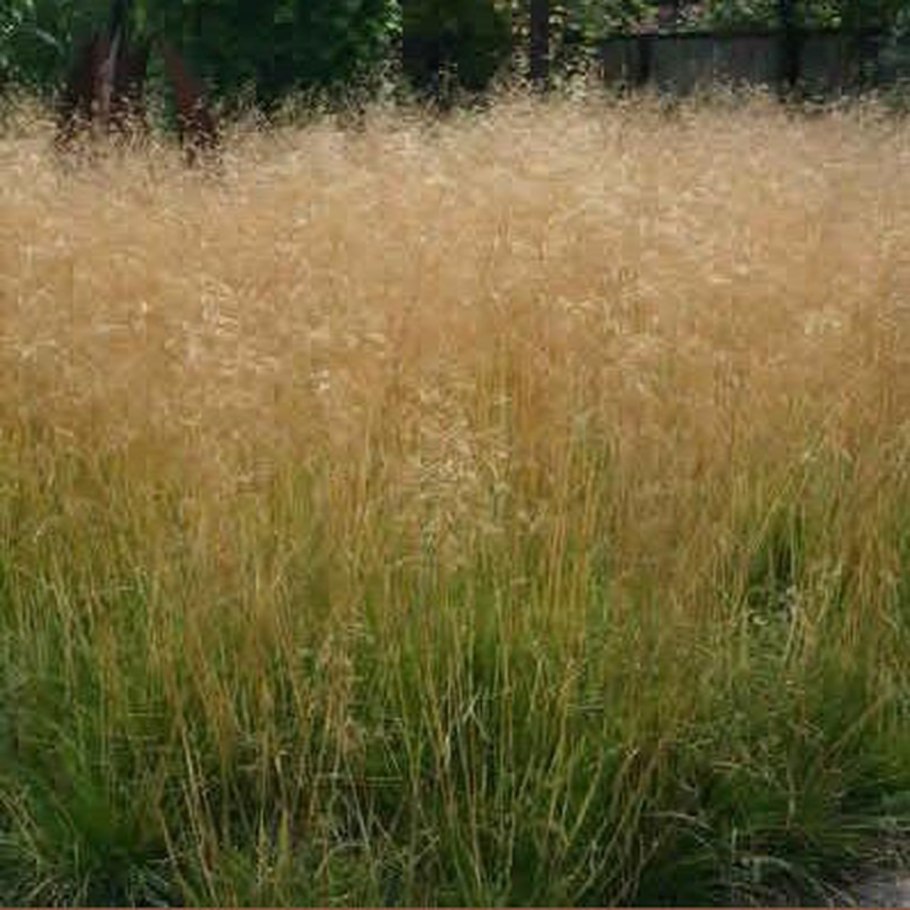 Щучка дернистая Deschampsia cespitosa