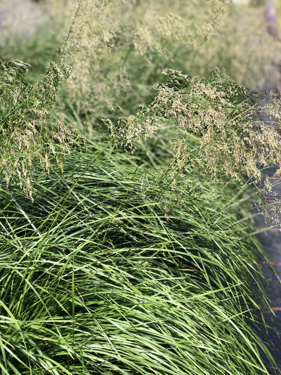 Луговик дернистый (Deschampsia cespitosa &#96;Goldschleier&#96;)