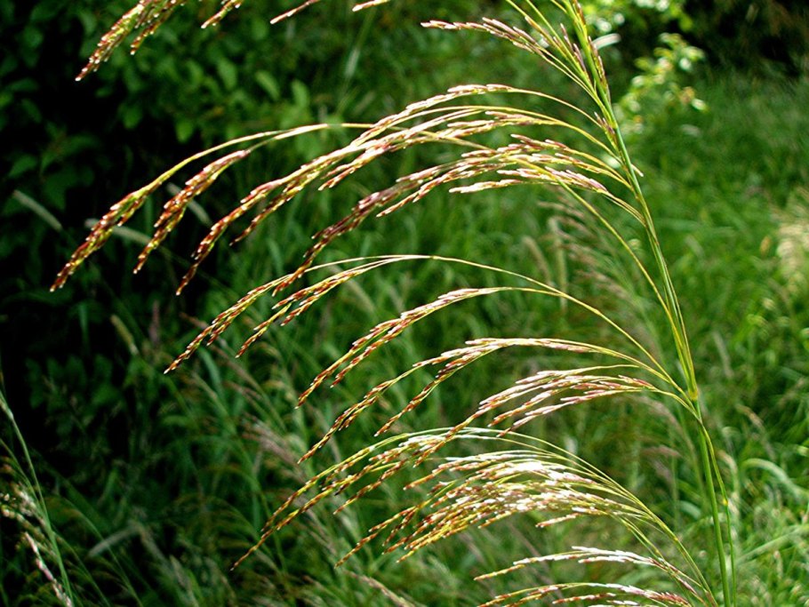 Щучка дернистая Deschampsia cespitosa