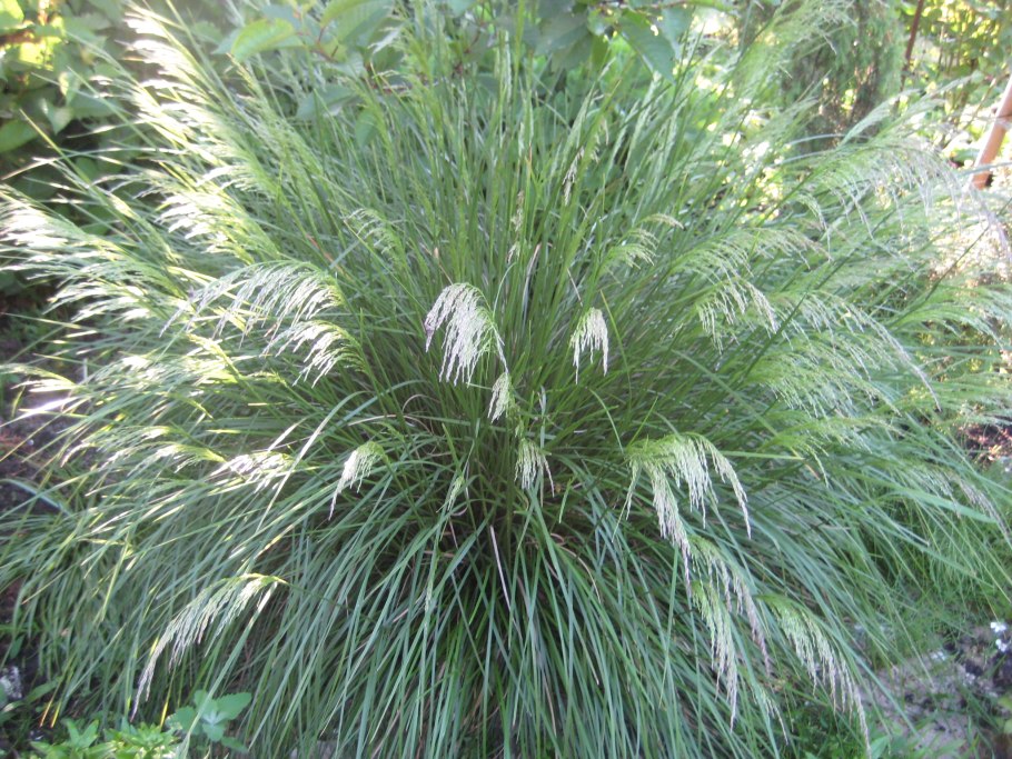 Щучка дернистая 'Goldschleier'