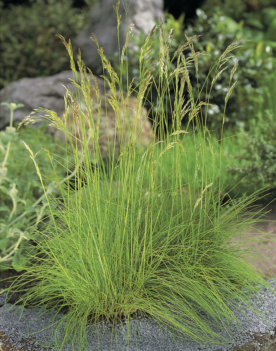 Щучка дернистая Голдтау