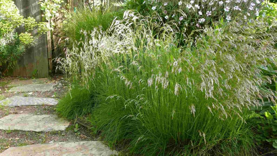 Щучка дернистая Тардифлора