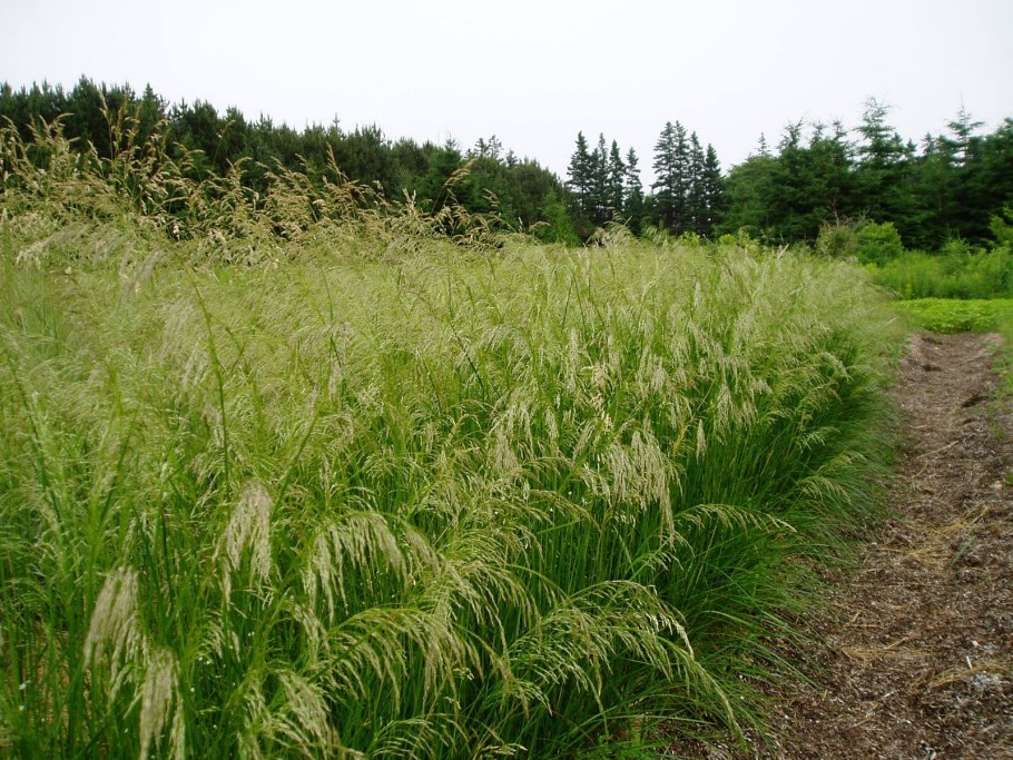 Луговик дернистый (Deschampsia cespitosa &#96;Goldtau&#96;)
