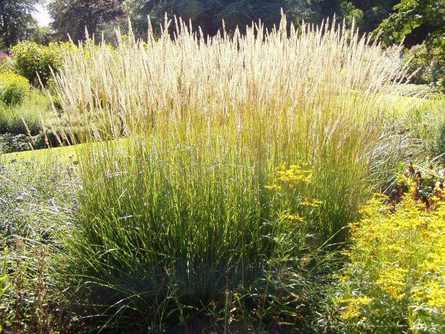 Луговик Турчанинова