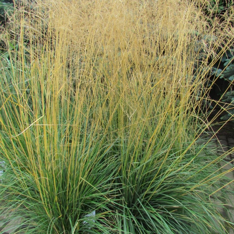 Щучка дернистая Голдтау