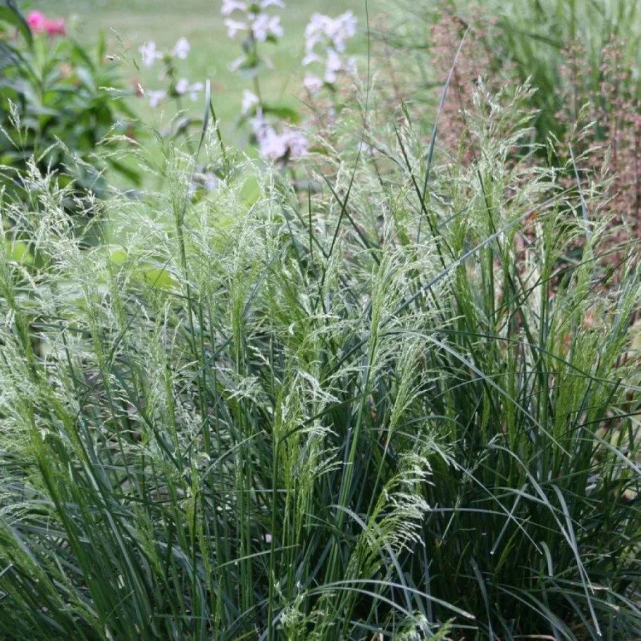 Щучка дернистая 'Goldschleier'