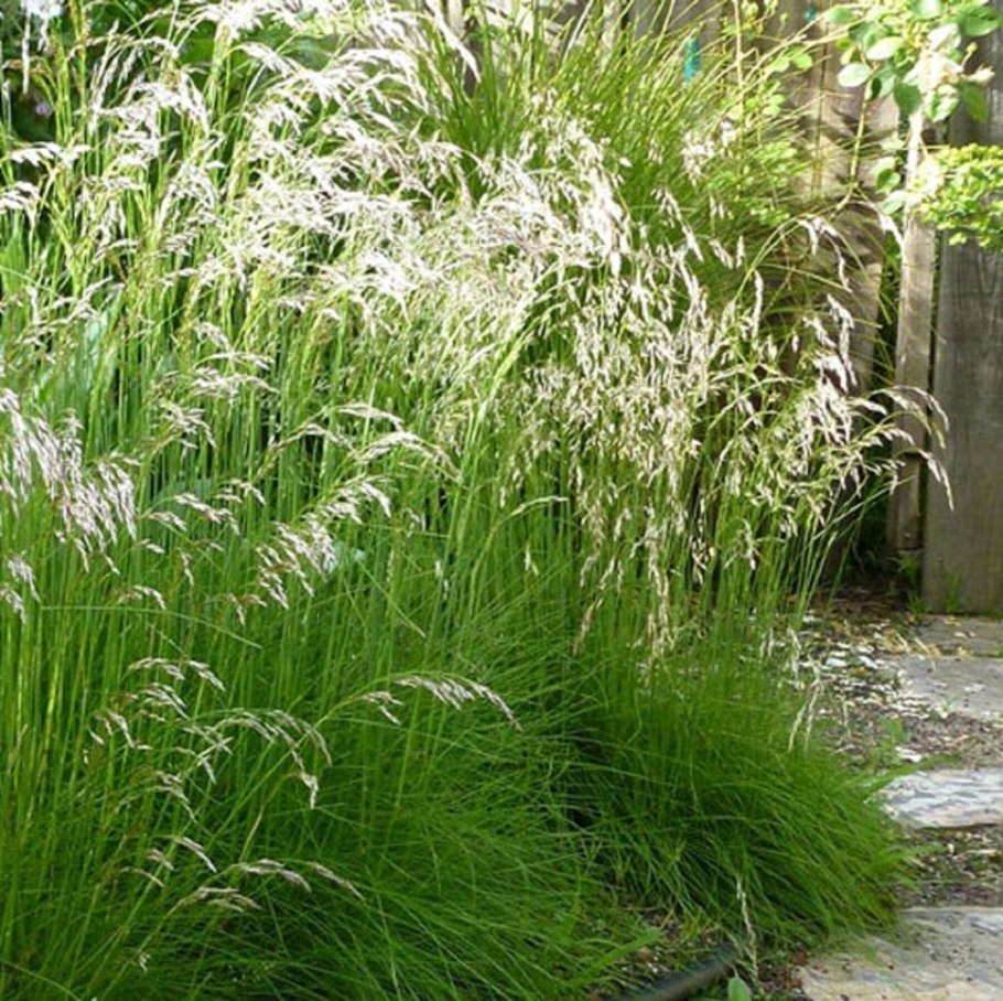 Щучка дернистая "Tardiflora"