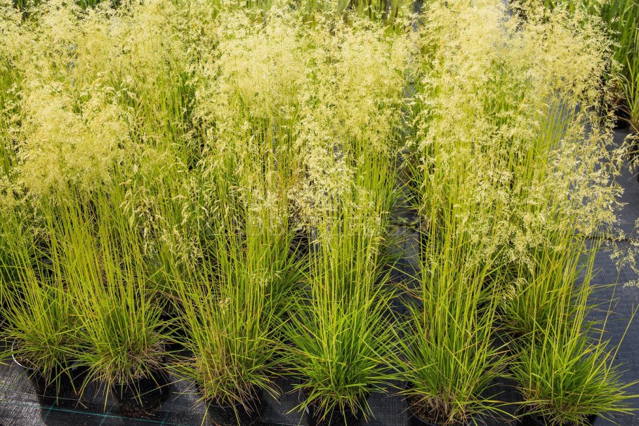 Щучка дернистая