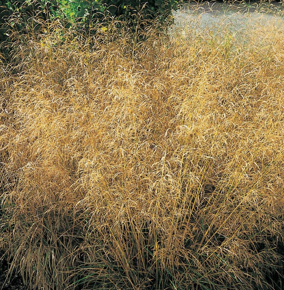 Щучка дернистая Бронзешлеер