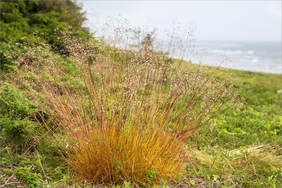 Щучка дернистая 'Goldschleier'