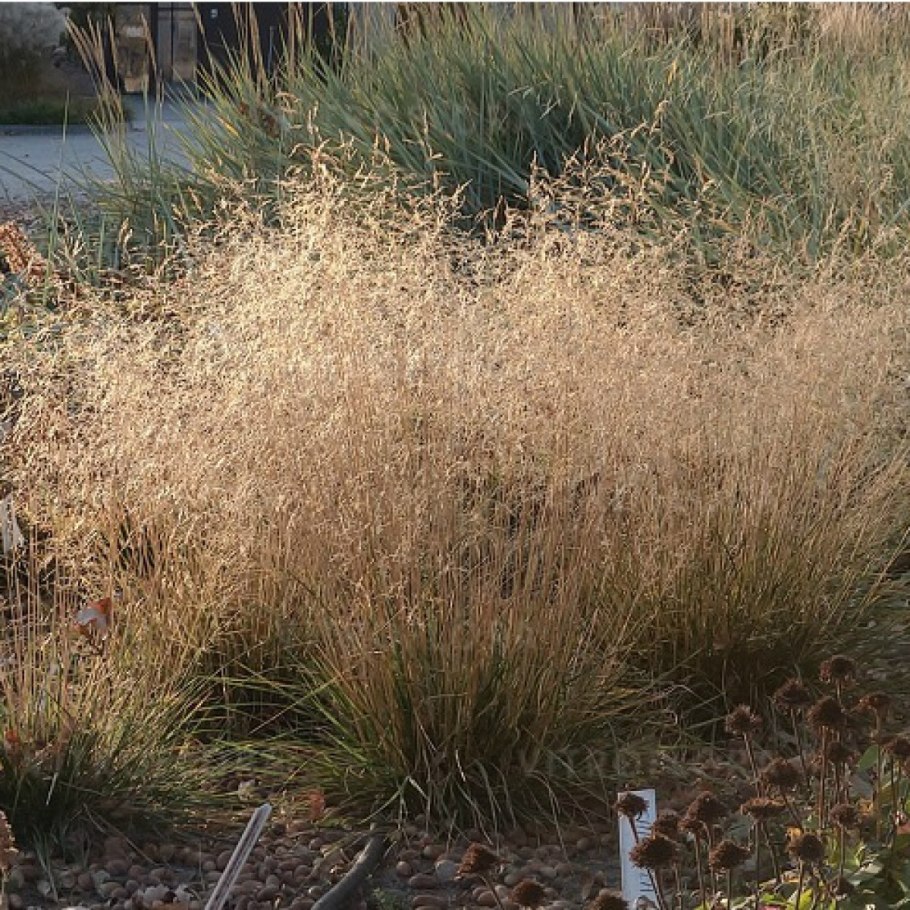 Щучка дернистая цветение