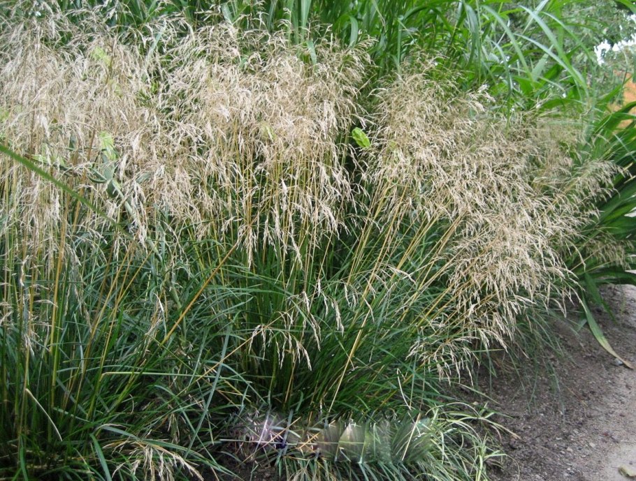 Щучка дернистая 'Goldschleier'