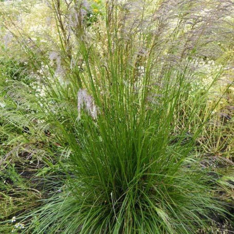 Щучка дернистая Palava