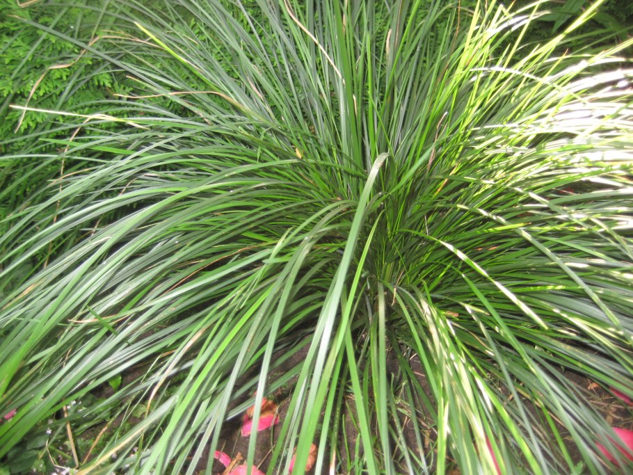 Щучка дернистая 'Goldtau'