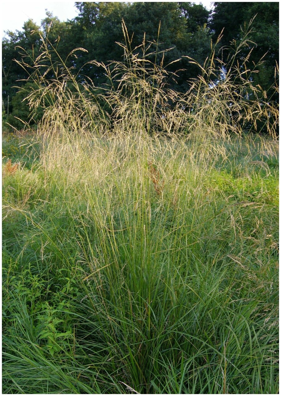 Щучка дернистая 'Goldtau'