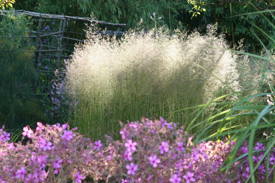 Deschampsia cespitosa