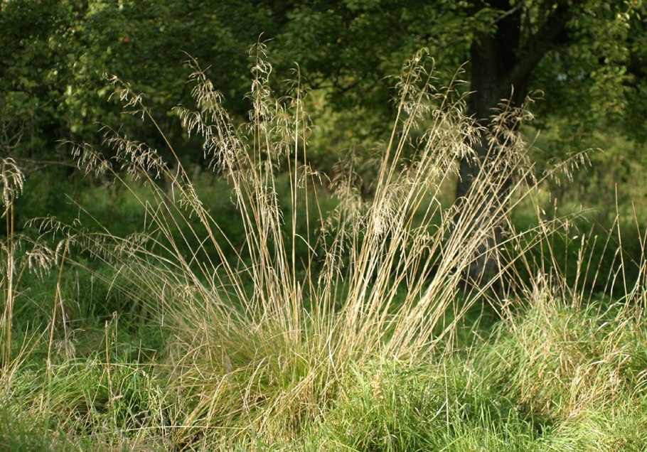 Щучка дернистая 'Goldschleier'