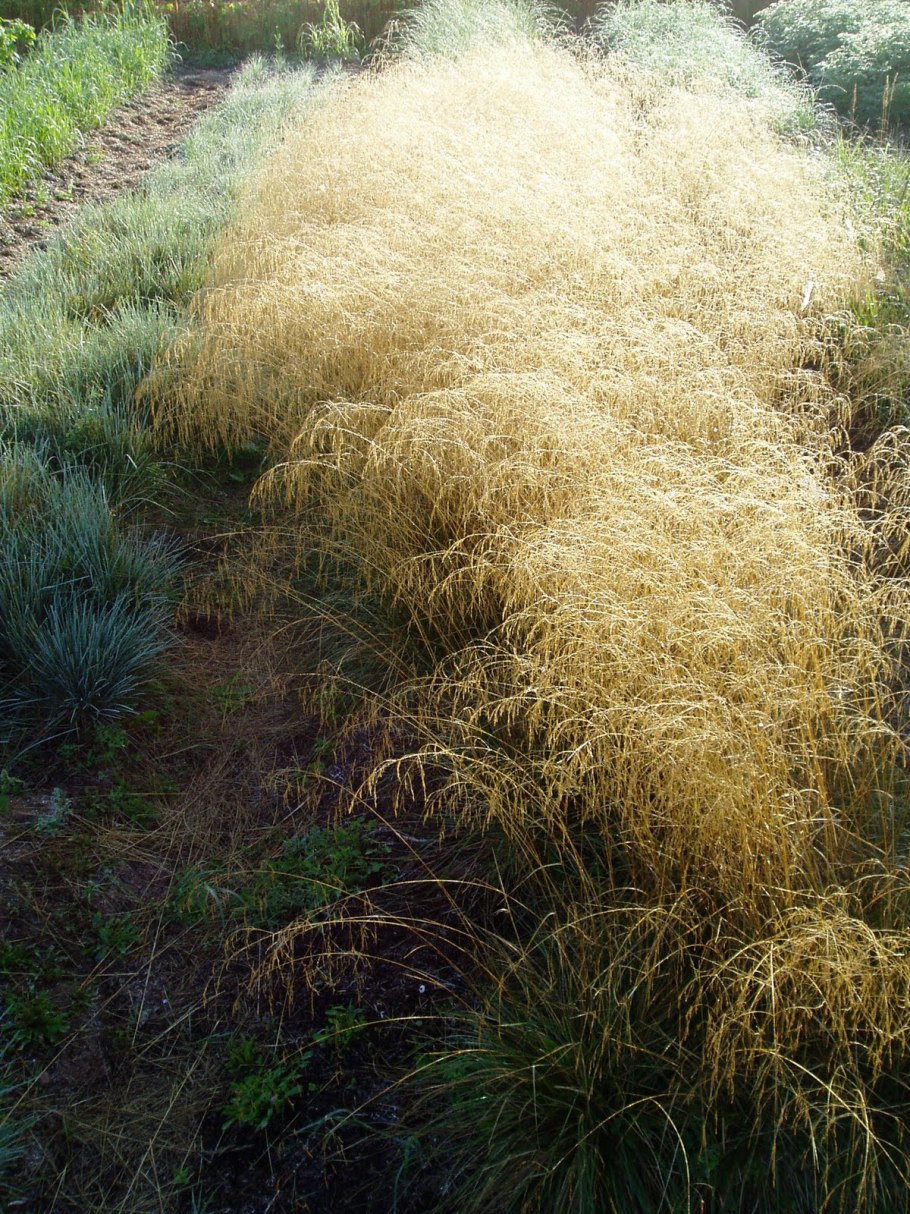 Луговик дернистый Бронзешлеер