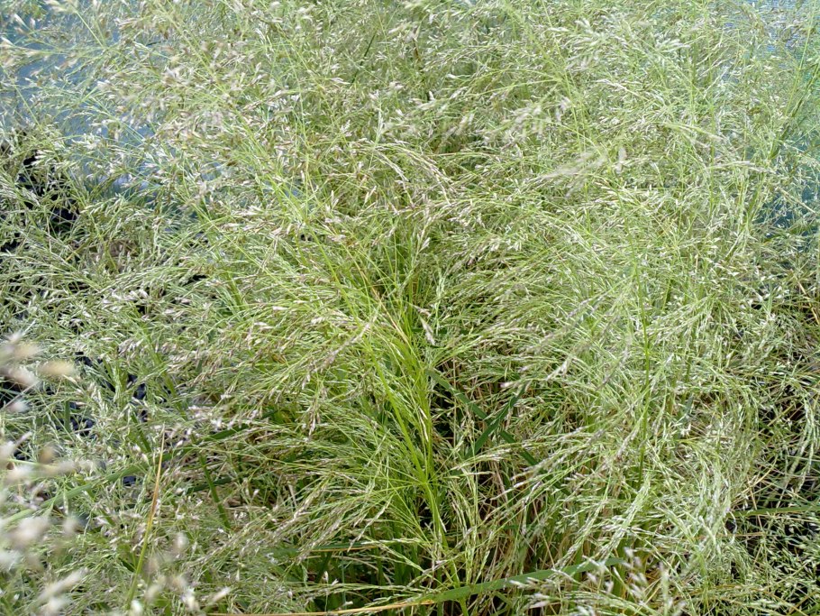 Deschampsia cespitosa
