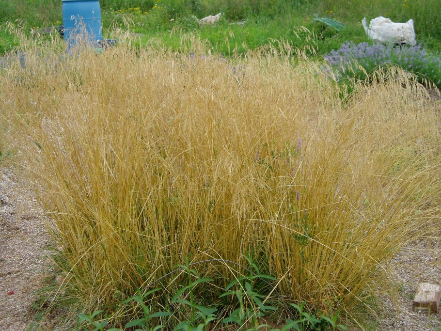 Щучка дернистая Таутрагер