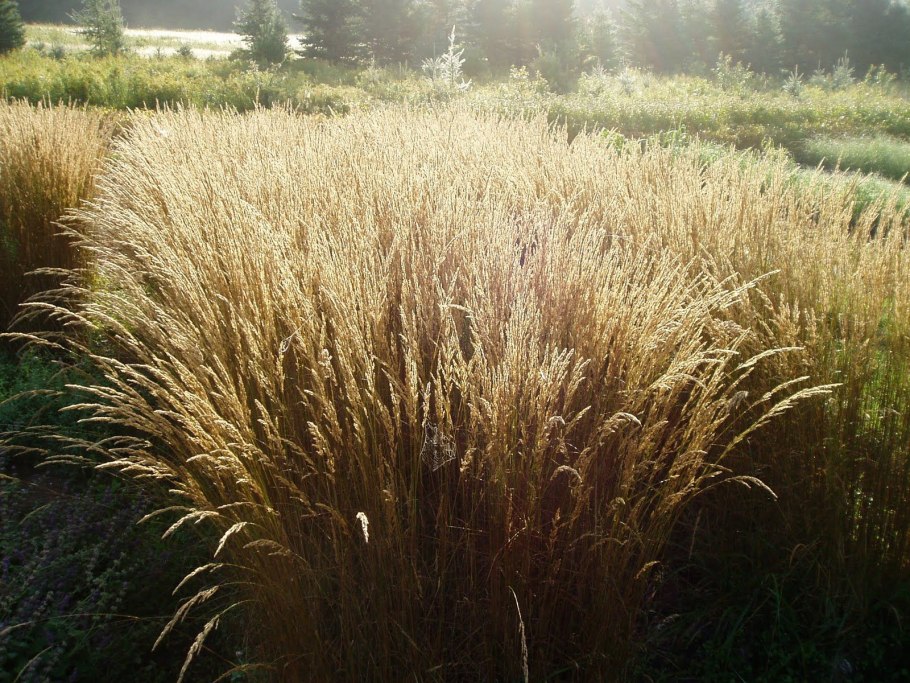 Луговик дернистый (щучка дернистая)