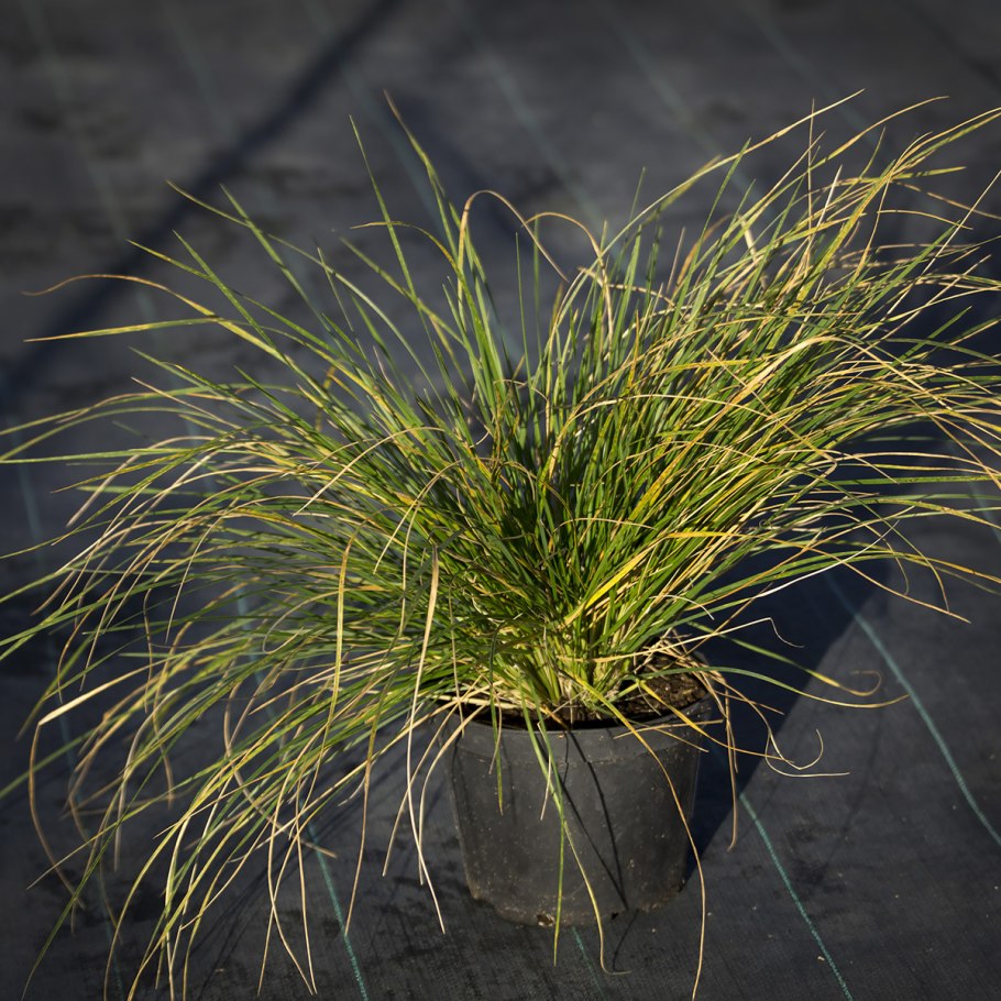 Луговик (Deschampsia)