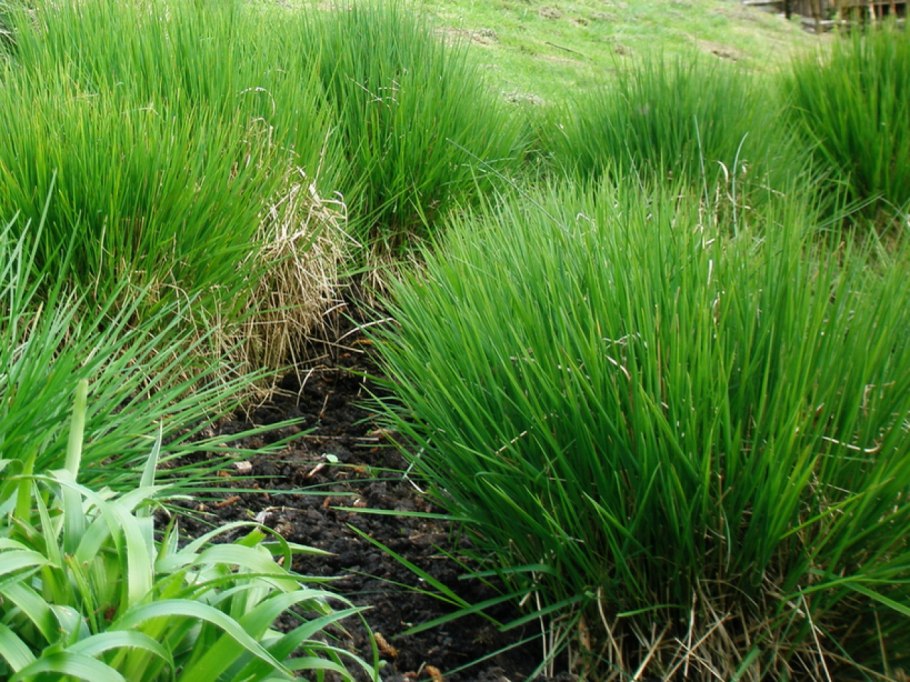 Щучка Извилистая (Deschampsia flexuosa