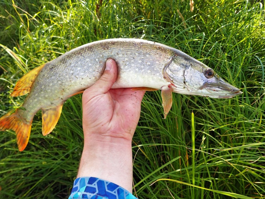 Щучка дернистая 'Goldschleier'