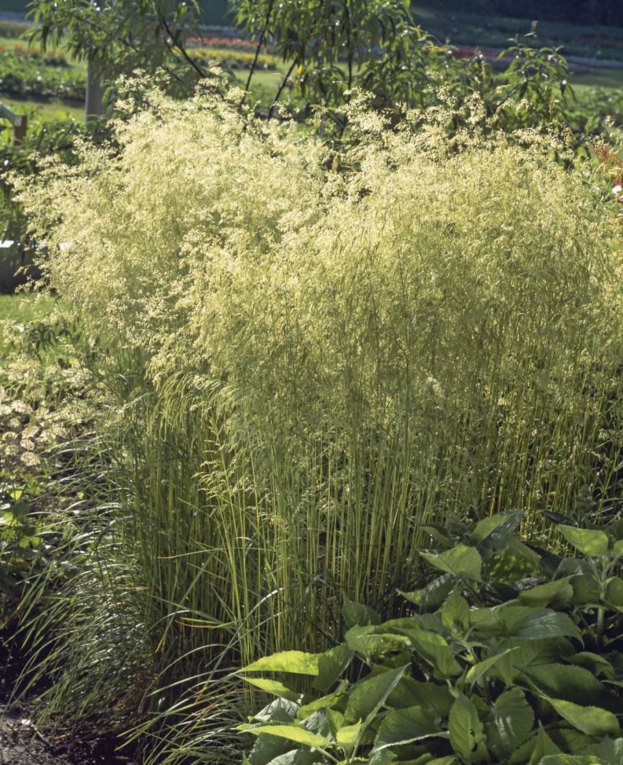 Щучка Deschampsia caespitosa