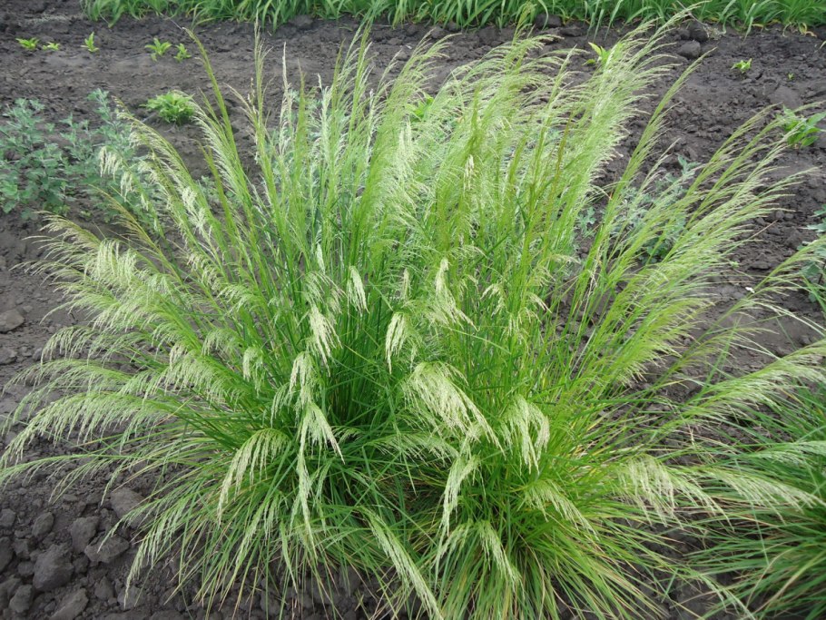 Щучка дернистая Palava