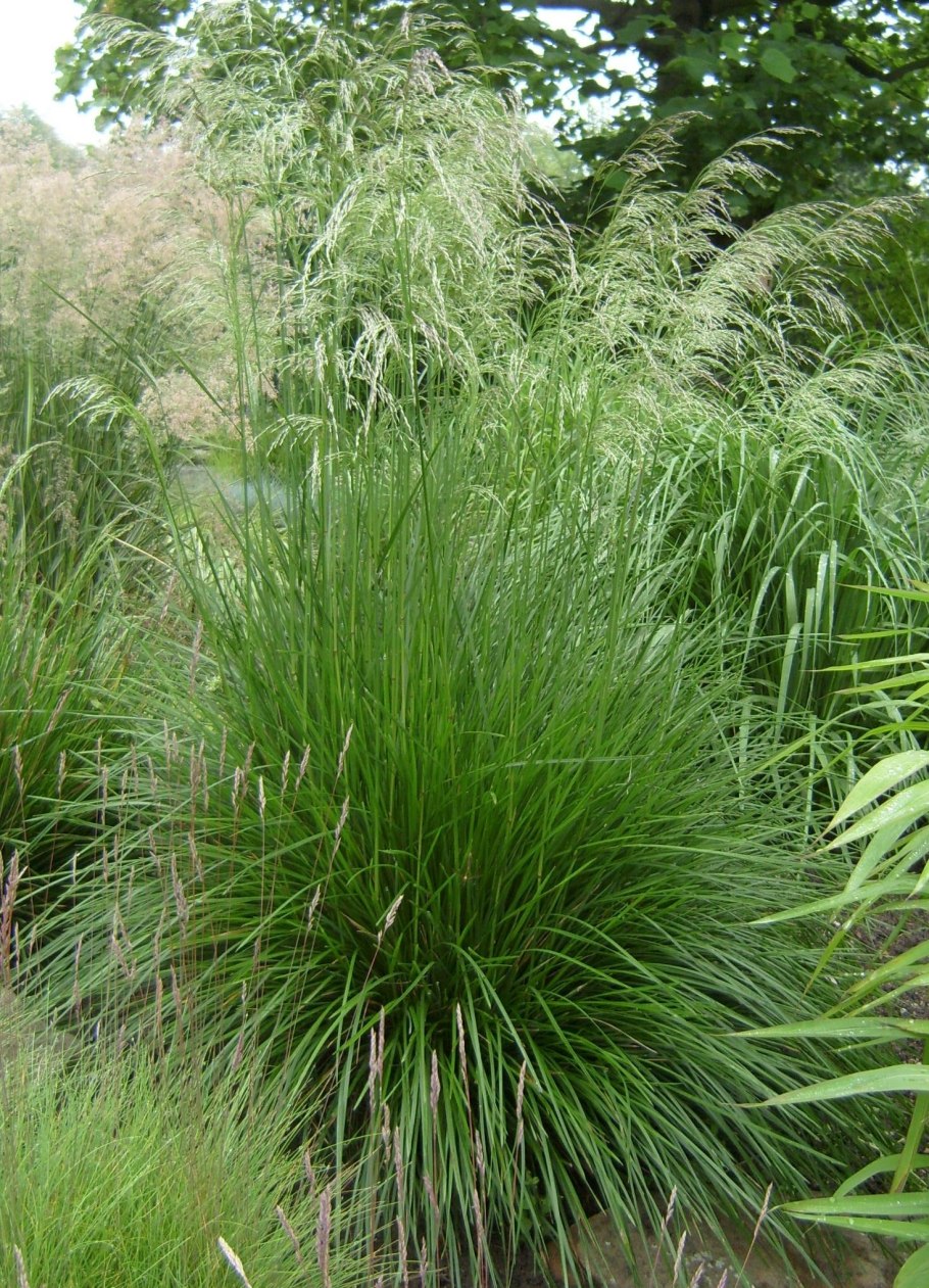 Вейник остроцветковый Avalanche