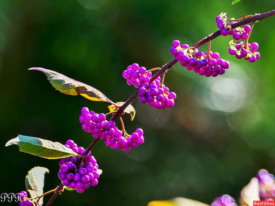 Красивоплодник Бодиньера