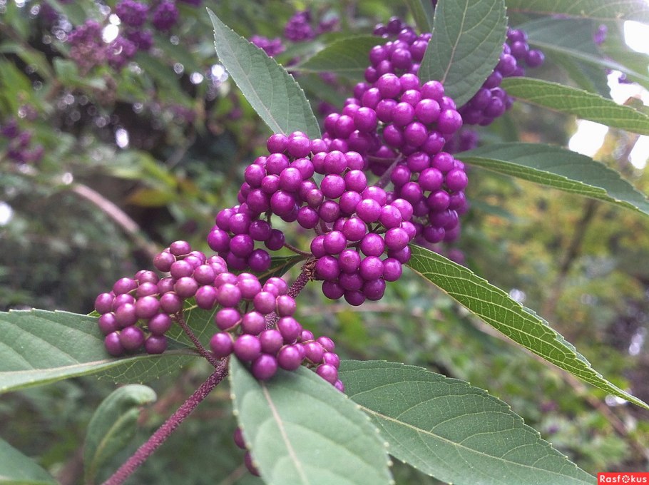 Красивоплодник Бодиньера Профьюжн